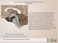Изучение головного мозга человека (по муляжам – 3D-моделям).